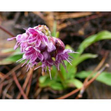 Pure Natural Spikenard Óleo Essencial Bulk