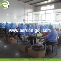 Factory Supply Nutrition Dried Lycium Berries