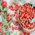 Wolfberry / Lycium Barbarum / Low residues Goji berries