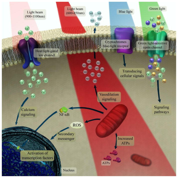 pbm brain health