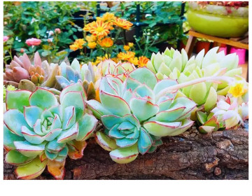 Creative Corrosion Fleshy Flowerpot