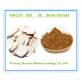 Animal Husbandry Materials Angelica P.E Angelica extract Ligustilide 1%5% Supplier