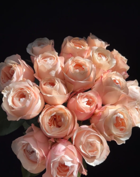 Catherine Cream Pink Garden Rose