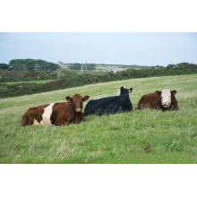 Fish Meal In Animal Feed High Protein Fish Meal For Animals Aquaculture Feed Manufactory