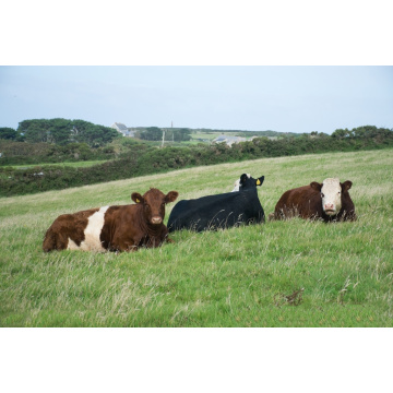 China Organic Dried Jujube Seed Extract Powder Feed Additives Manufactory