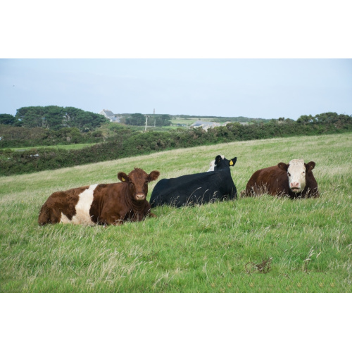 Meat and Bone Meal Powder Meat And Bone Meal 50% Additives For Animals Factory