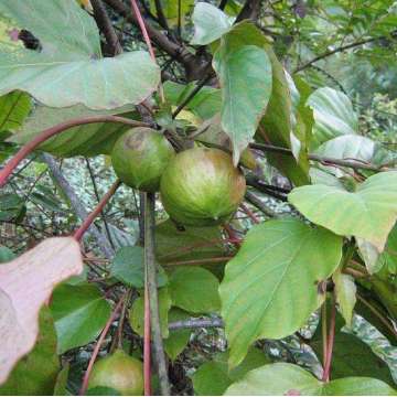 Dunkeles Tungöl, das als echte Milchfarbe verwendet wird