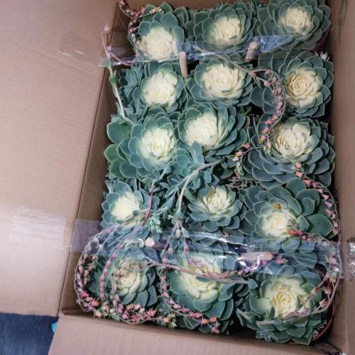 : Echeveria `Julius` met snelle levering