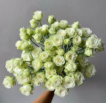White and Green Starry Multiflora Spray Roses