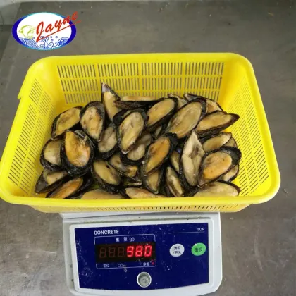 Low price seafood shellfish frozen half shell mussel
