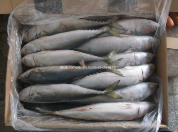 New Landing Pacific Mackerel