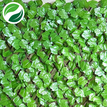 Extensile pseudotumor pale toothed maple leaf