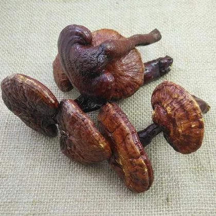 Chinese Wholesale High Quality Lucid Ganoderma