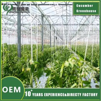 Cucumber Greenhouse for Fresh Produce