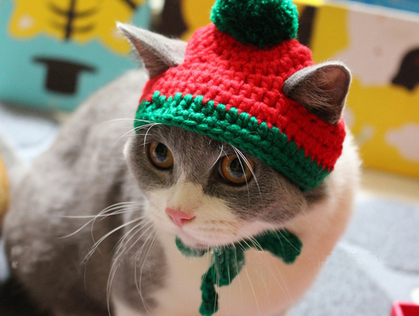 Pet Cat Hat