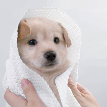 Engångsspunna nonwoven pet -grooming badhandduk