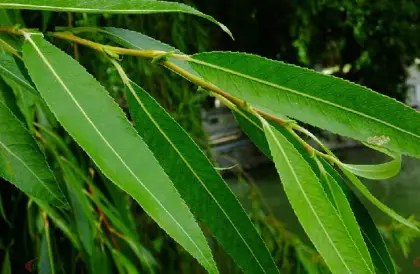 White Willow Bark Extract