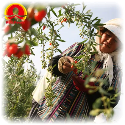 Red Power QIZITO wolfberry goji berry tea ningxia zhongning chunqin wolfberry wolfberry dried fruits