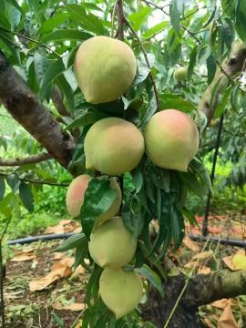 Pêche d'hiver Shidian fraîche – Saveur délicieusement sucrée et croquante