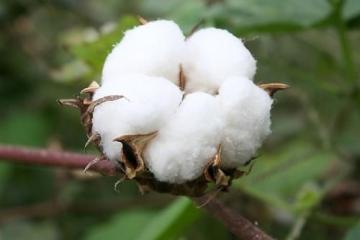 Pesticide insecticide fipronil 97%