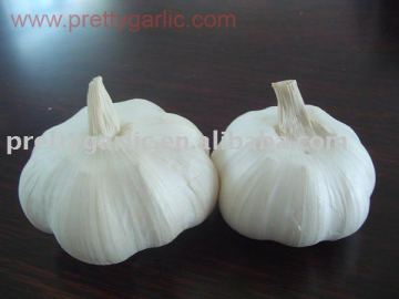 pure white garlic crop 2011