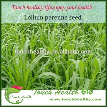 2016 Touchhealthy supply perennial ryegrass seeds forage seeds grass seeds Spikes terminal, close, 5 to 12 cm