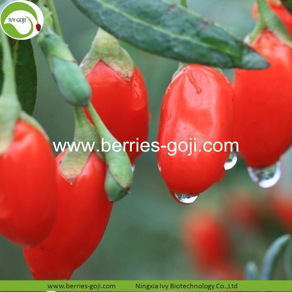 goji berry