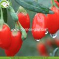 Hot Sale Factory Pasokan Kering Malaysia Goji Berry