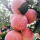 NingXia Nieuwe middelgrote organische rode Fuji-appels