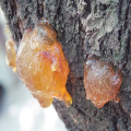 Boswellia serrata 추출물 분말 유향 수지 추출물