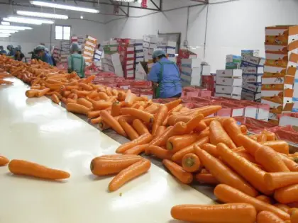 New Crop Fresh Carrot S Grade
