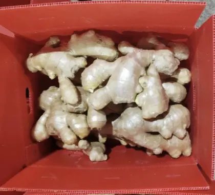 Air Dry Fresh Ginger New Harvest