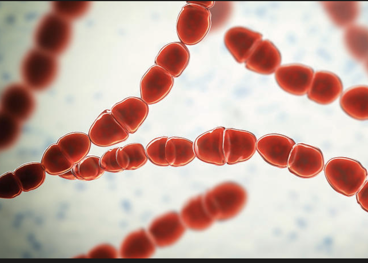 Food Grade Streptococcus Thermophilus