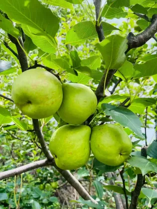 Origin Direct Export Fresh Pears lj