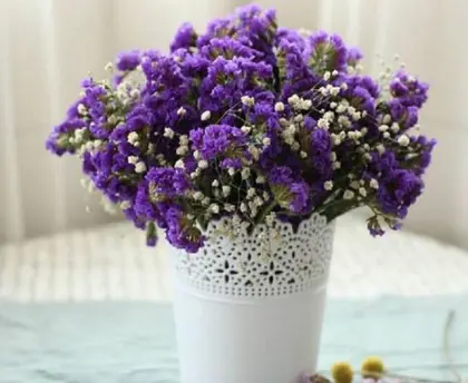 Flower seeds information
