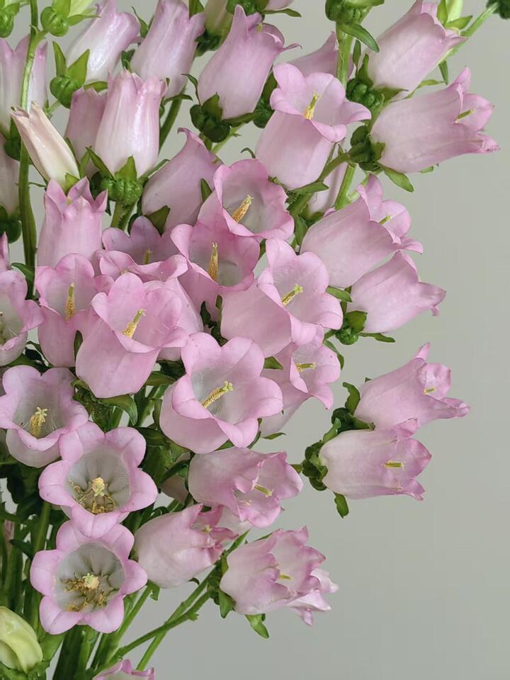 Pink Bellflower