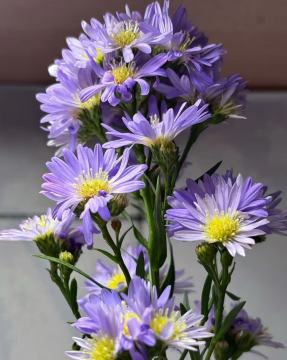 Multi branched Aster chrysanthemum