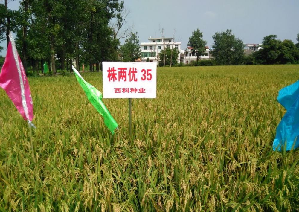 Rice Seed