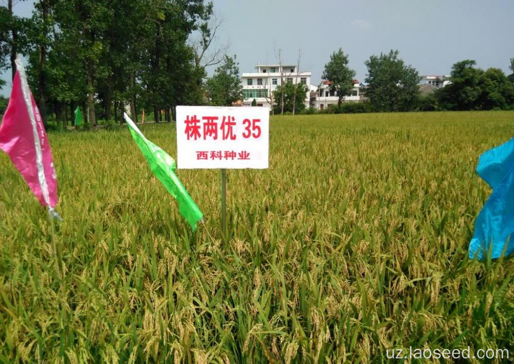 Eng yaxshi yuqori darajadagi guruch urug'lari uchun yaxshi narx