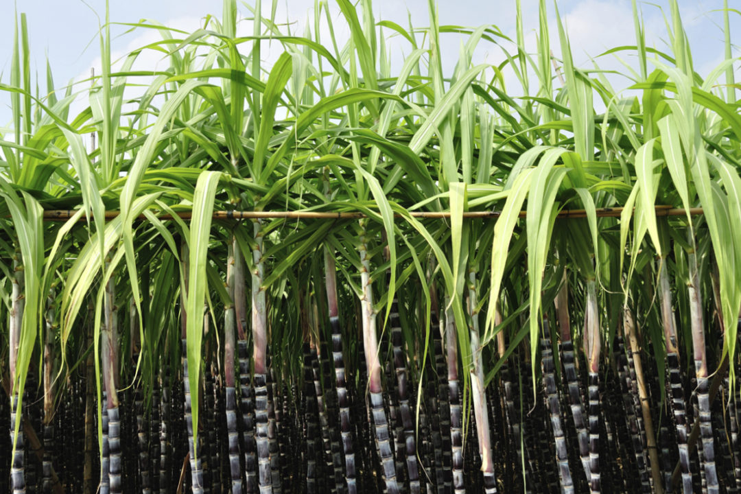 SugarCane_Lead SugarCane_Lead