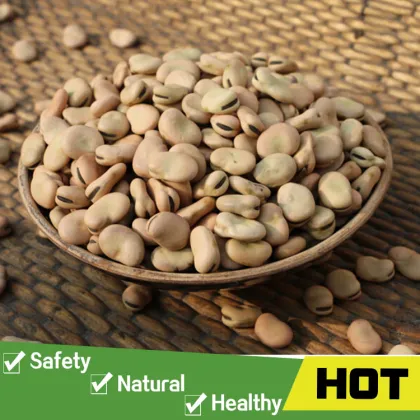 Organic driedn broad beans price