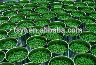 Cheapest Canned Green Peas dried green pea Pea for Russia