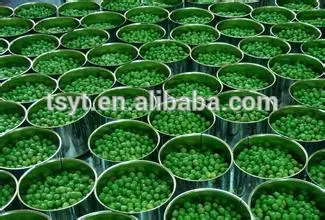 Cheapest Canned Green Peas dried green pea Pea for Russia
