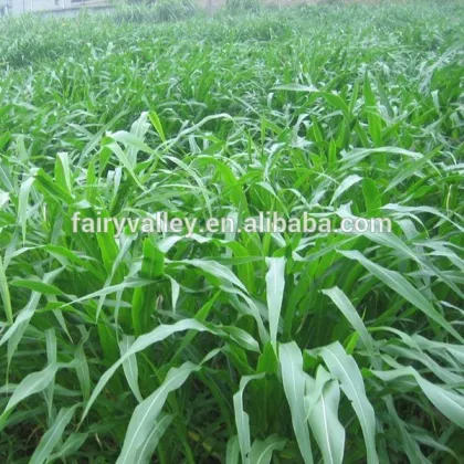 2014 Newest Forage Grass Seeds Gaodan Grass Seeds Sorghum sudan grass seeds For Growing