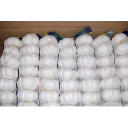 New Crop Primer nivel Pure White Garlic