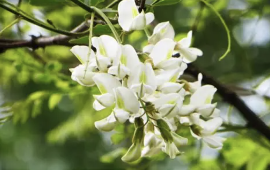 Sophora Japonica Extract Manufacturer