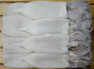 Frozen Squid Tube U5 U7 U10
