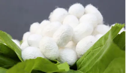 Cocoon Belt Drying Equipment for Silkworm Processing