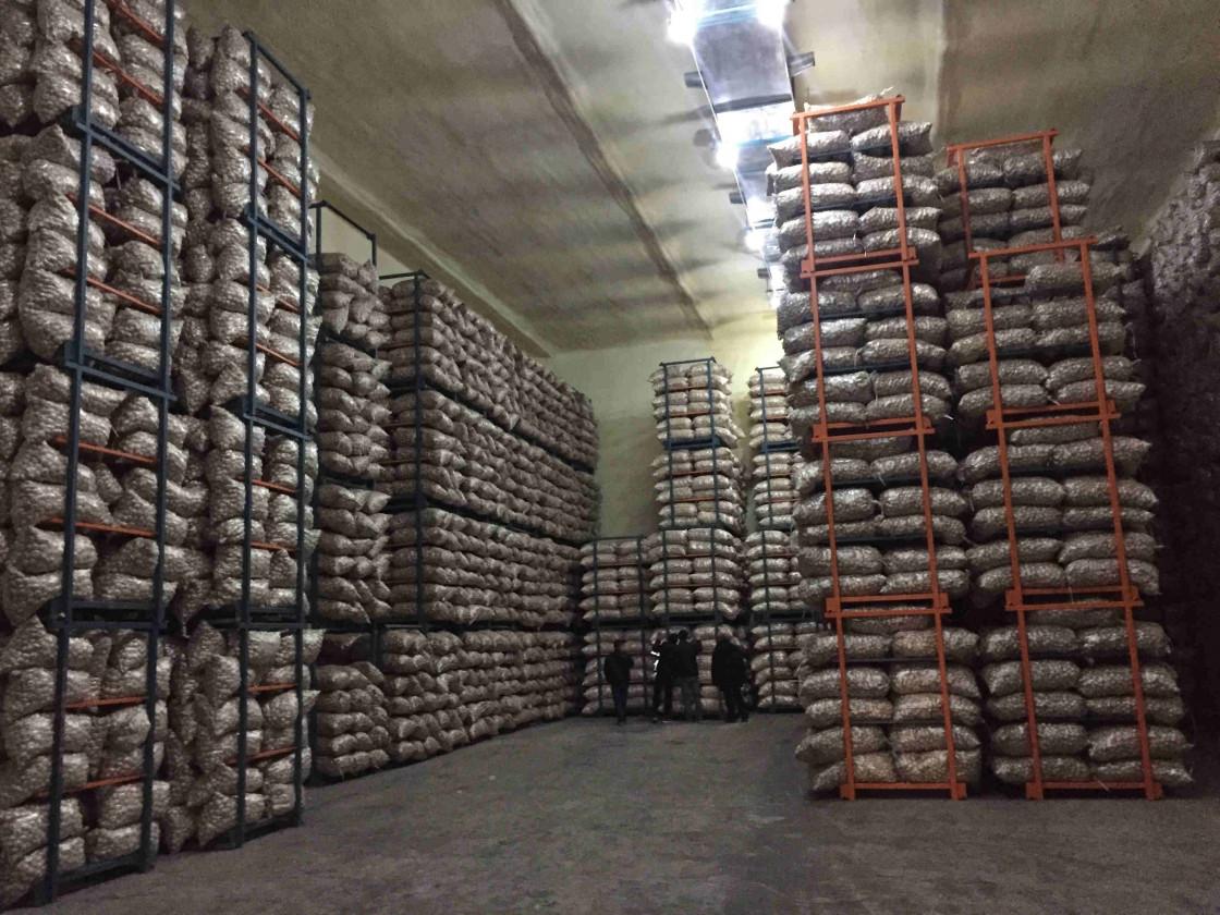 Fresh Chesnok Red Garlic For Export Garlic Factory Cooling Storage Warehouse