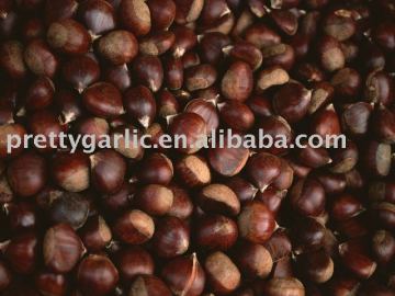 Chinese Fresh Chestnut